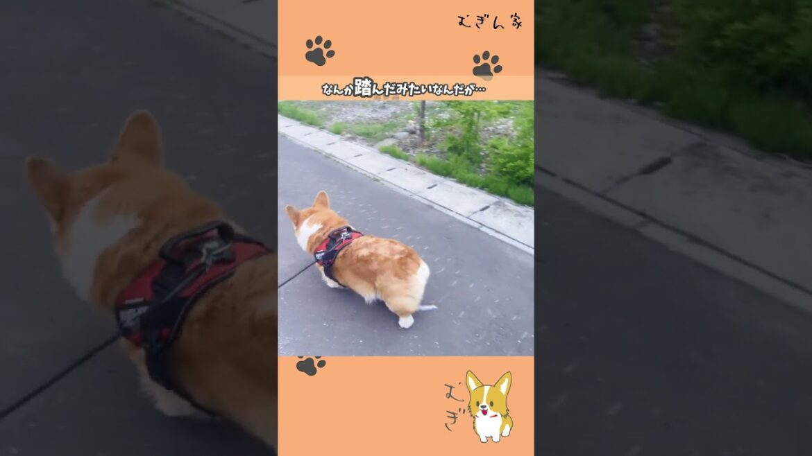【鈍感力】なんか踏んだかな?【コーギー犬】 【鈍感力】なんか踏んだかな?【コーギー犬】