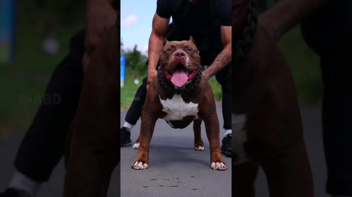 शेर से भी खतरनाक है 5 कुत्ते! Duniya Ke sabse khatarnak kutte #shorts शेर से भी खतरनाक है 5 कुत्ते! Duniya Ke sabse khatarnak kutte #shorts