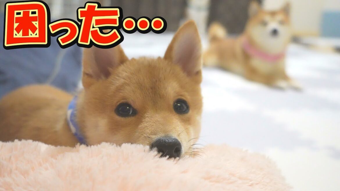 子犬が暴れ回り続け、笑いが止まりません・・・