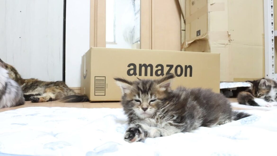 眠りの森のちやはちゃんはメインクーンの子猫