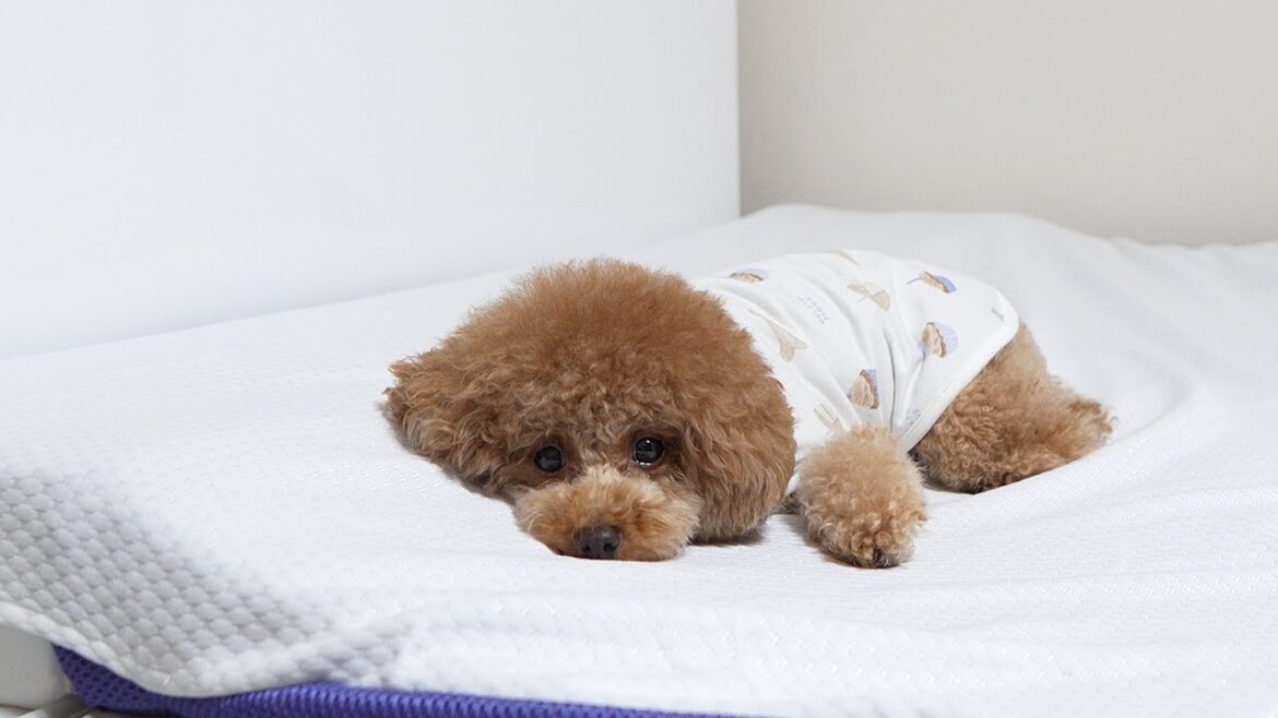 25,000円の枕買ったら飼い主より先に犬がダメになりましたｗ【トゥルースリーパー】
