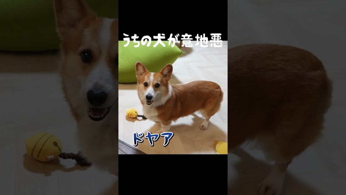 うちの犬が意地悪してくる #コギチューブ #コーギー #コーギーはなちゃん