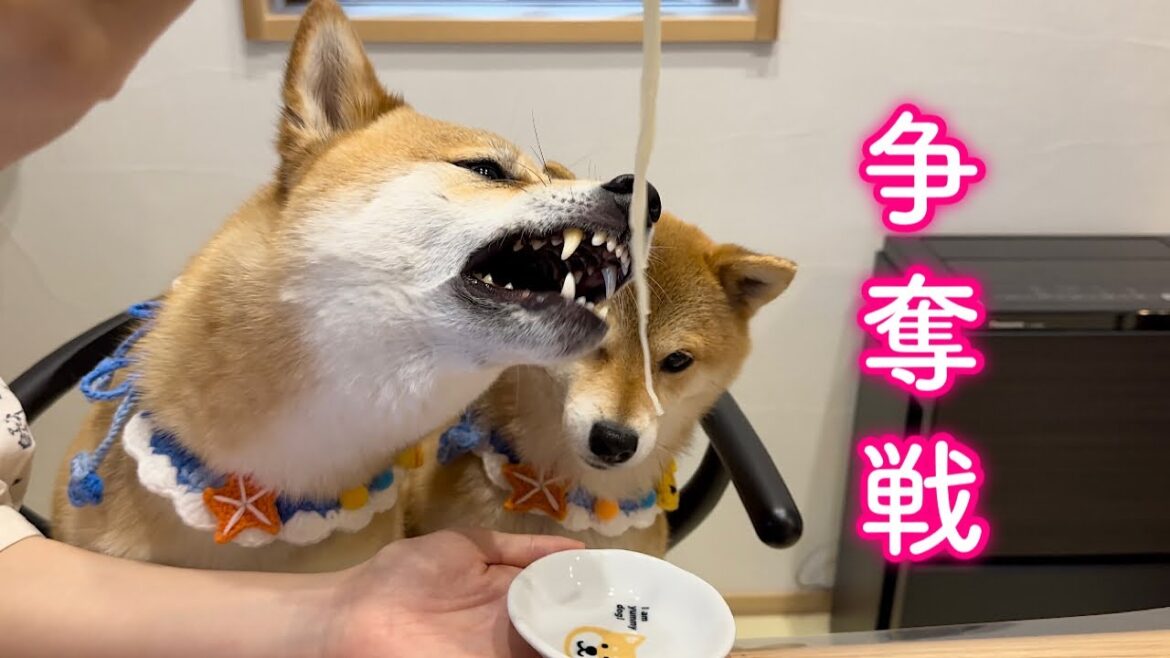 初めて流しそうめんを食べたらとんでもないことになりました