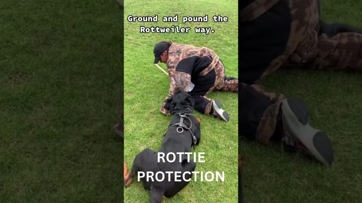 How ROTTIES protect you: Ground & Pound (2024)