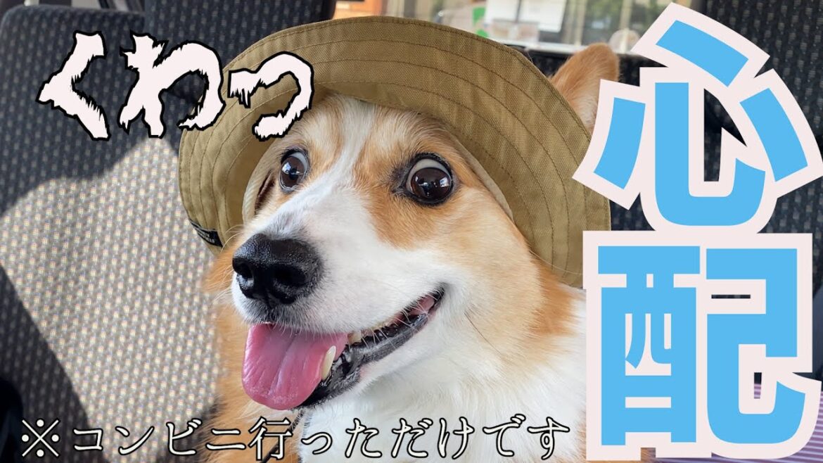 出かけた先で戻ってこない父を心配して目がバキバキになる愛犬がかわいい