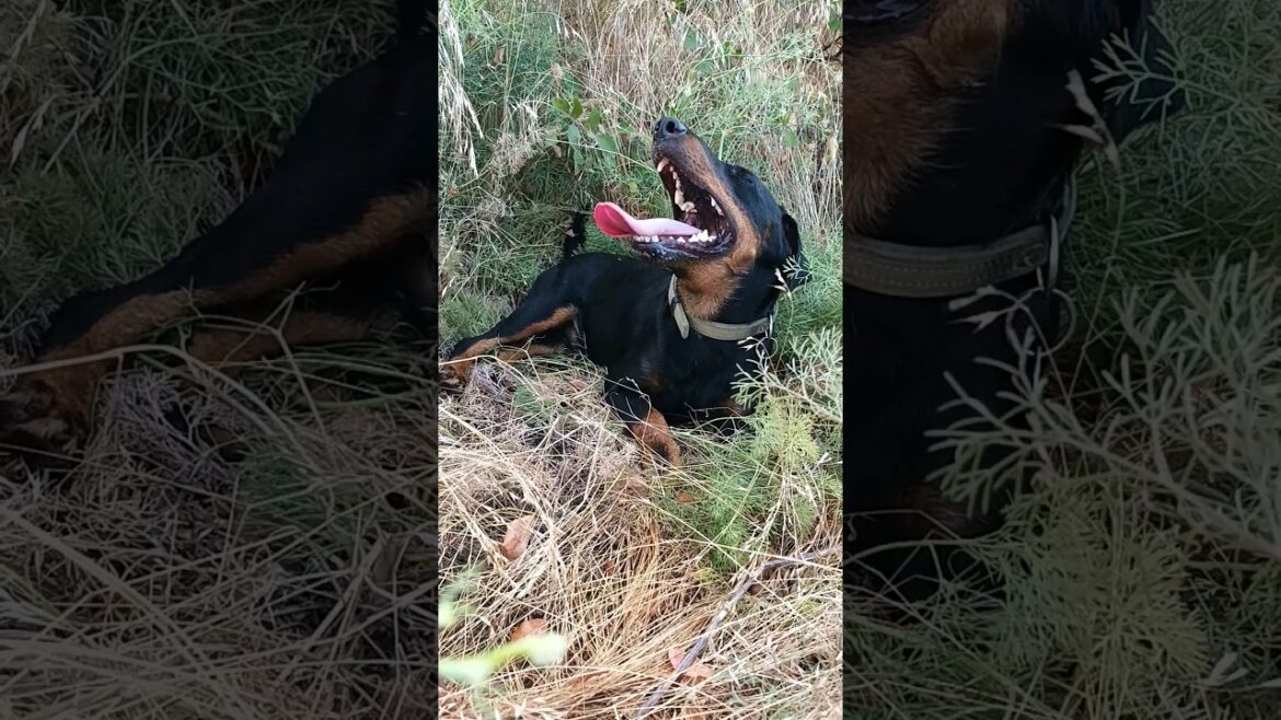 ⚡Рубик⚡ духота ягдтерьер jagdterrier