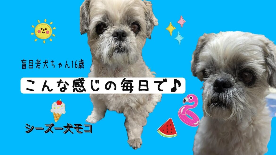 【シーズー犬モコ】盲目老犬ちゃん16歳のこんな感じの毎日で♪