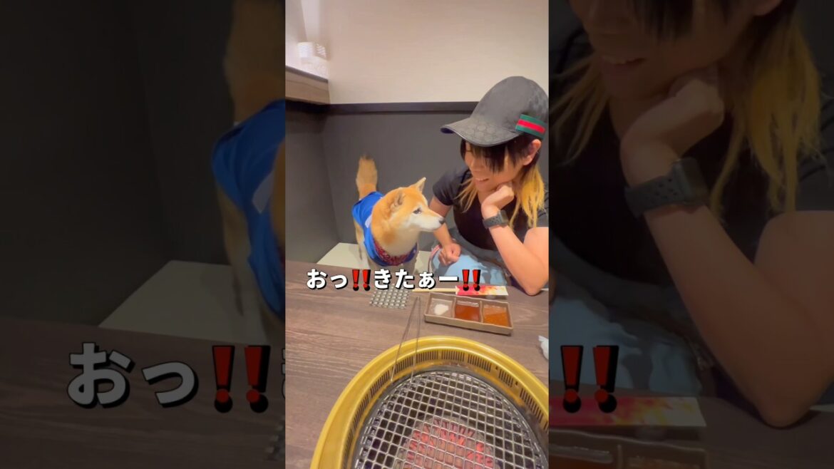 家族で焼肉😍🐶🎵#柴犬 #チワワ #shorts