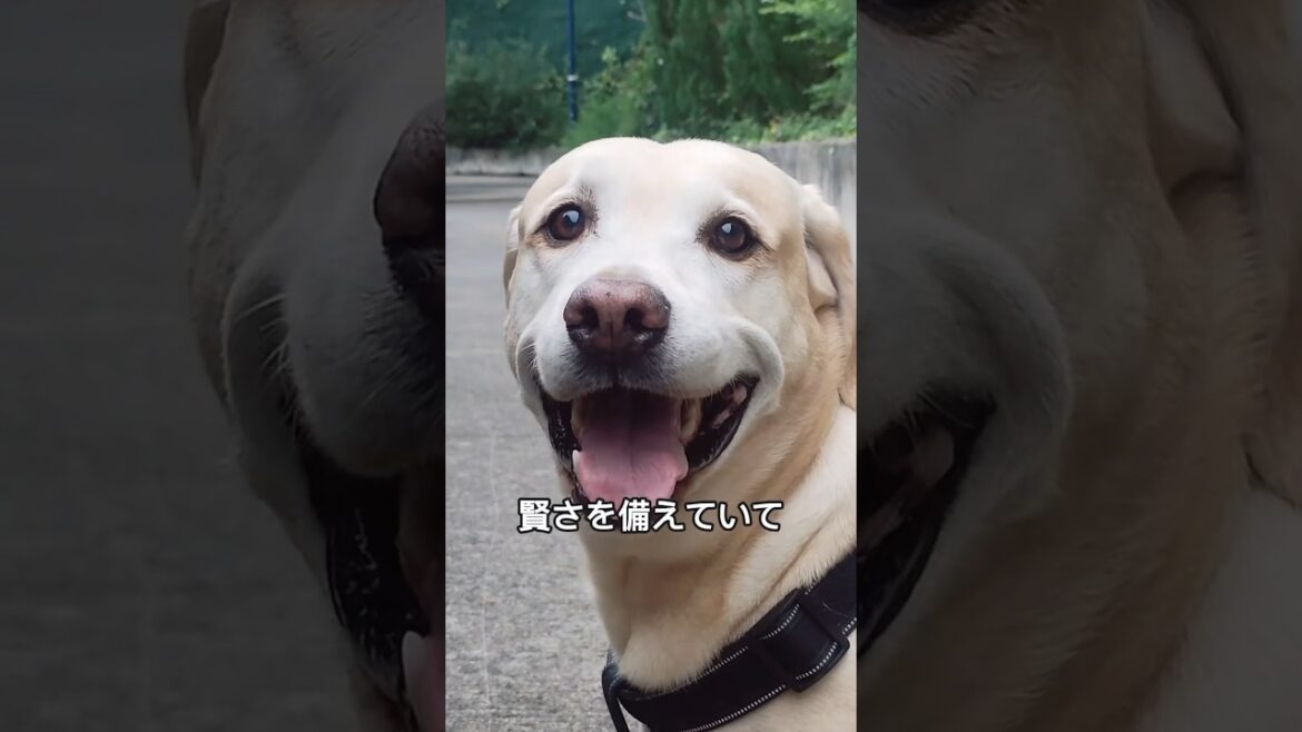 ラブラドールレトリバーの可愛さと魅力を1分で解説！#ラブラドールレトリバー #labrador #shorts