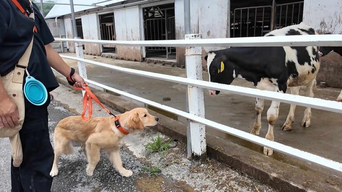 初めて見る世界にわくわくドキドキ。日々成長する小さなゴル。【Golden Retriever japan】