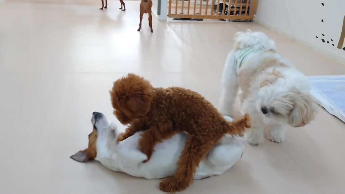 女子ワンプロはじまる －レフリーあんくん－　🐶ひみつきちなう！②🐶  2024年7月25日