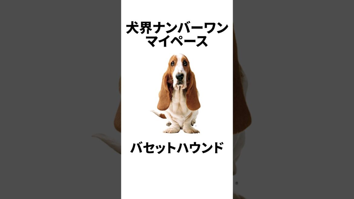 え、違うの？ビーグルとバセットハウンド