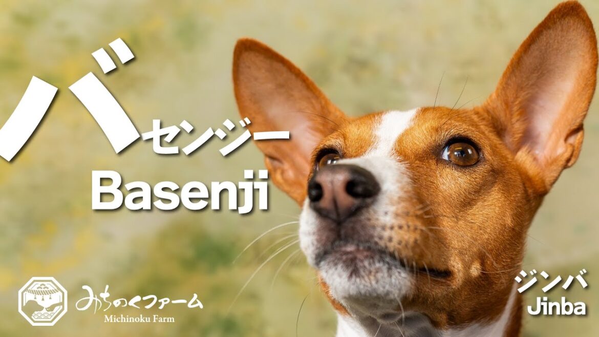 【バセンジー Basenji】寡黙な様に見えて熱き心の持ち主 【バセンジー Basenji】寡黙な様に見えて熱き心の持ち主