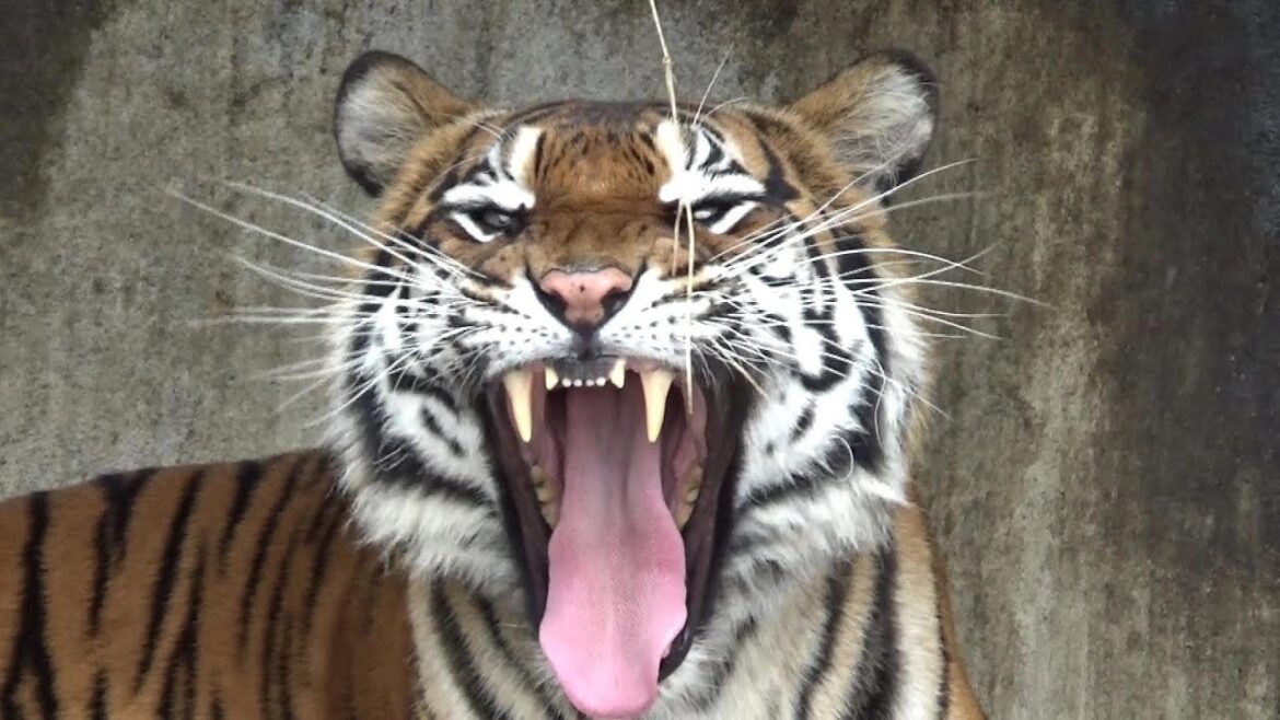 【もはや大きい子猫😻】ベンガルトラが可愛すぎる❤　Very cute Bengal tiger  【Cute animal videos】【かみね動物園】