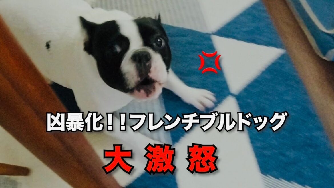 激ギレフレンチブルドッグ💢たまにはブチ切れもしたくなるさ