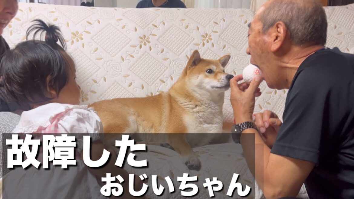 １歳の孫娘と仲良くなり、ぶっ壊れたペシペシされるじぃじと柴犬