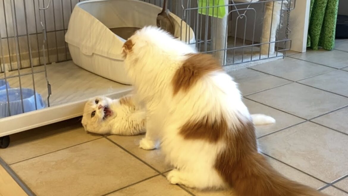 猫の壮絶なケンカ【スコティッシュフォールド長毛VS短毛】