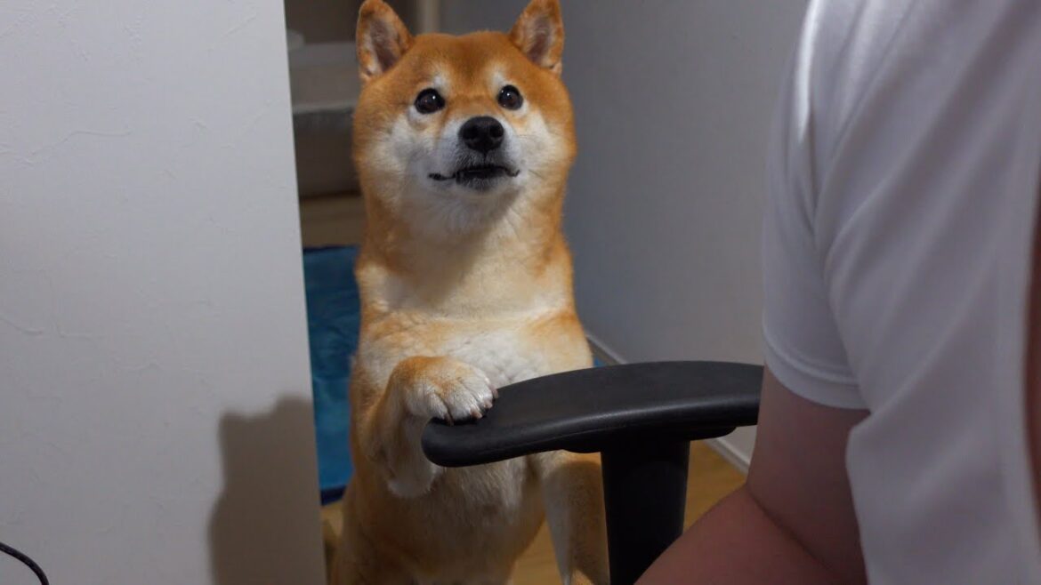 柴犬と猫で赤ちゃんオリンピックをやったら可愛さが渋滞しました。。