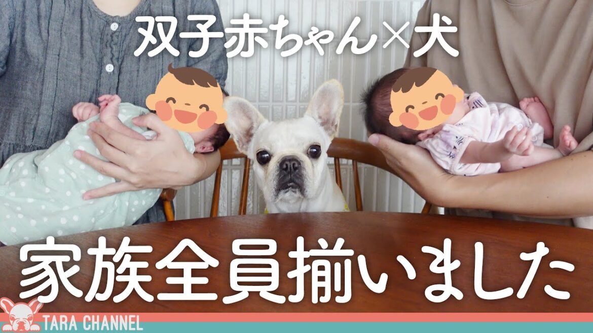 赤ちゃんにヤキモチ焼いていたフレンチブルドッグが優しいお姉ちゃんに成長！