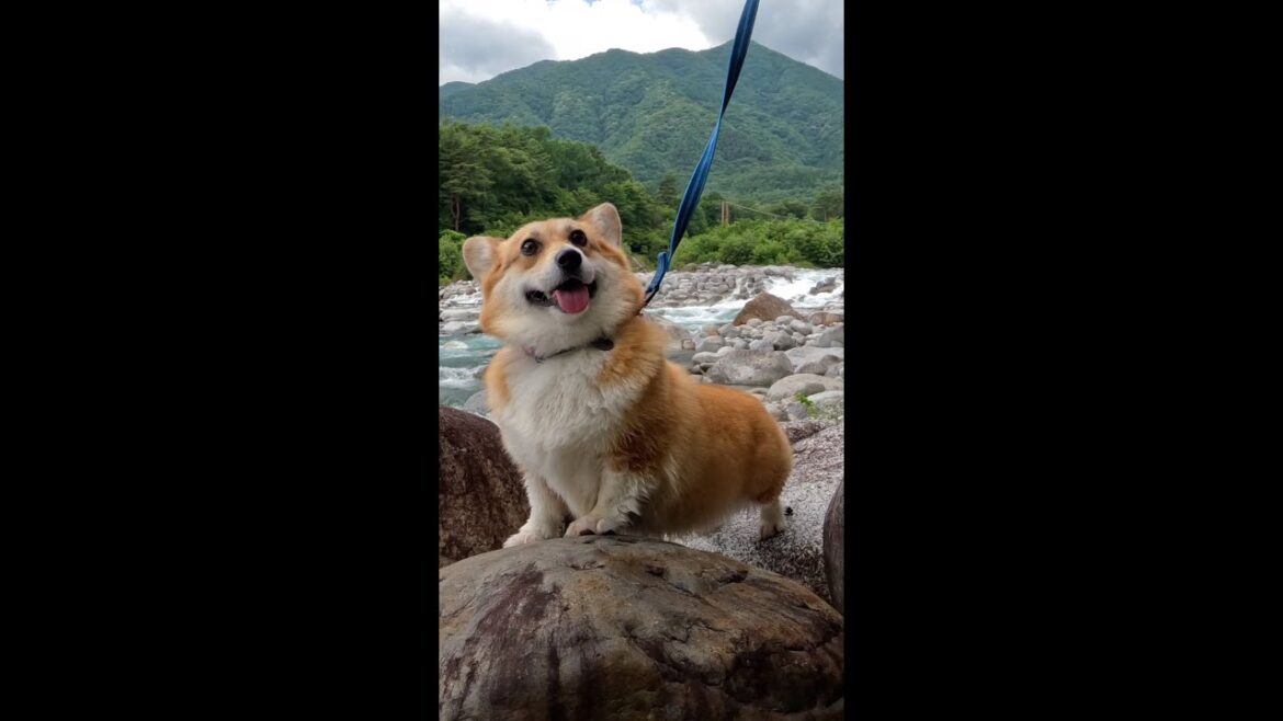 名残惜しそうにお気に入りの川を離れるコーギー  / Corgi leaves her favorite river with regret #corgi #サクラ #コーギー
