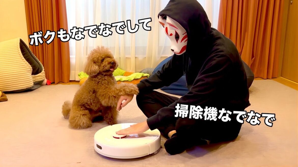 掃除機を撫でてたら愛犬が嫉妬し始めたw【トイプードル】