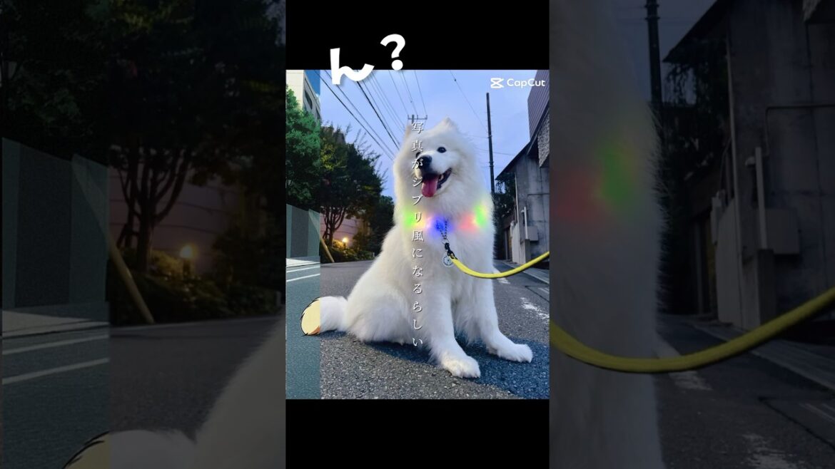 AIに恨まれてる？サモエドの特徴全消しされてしまいました爆笑 #サモエド #samoyed #大型犬