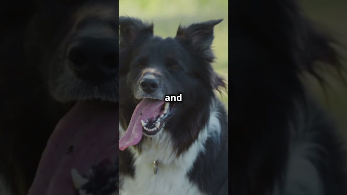 Meet the Top 5 Most Energetic Dog Breeds You Need to Know!#shorts