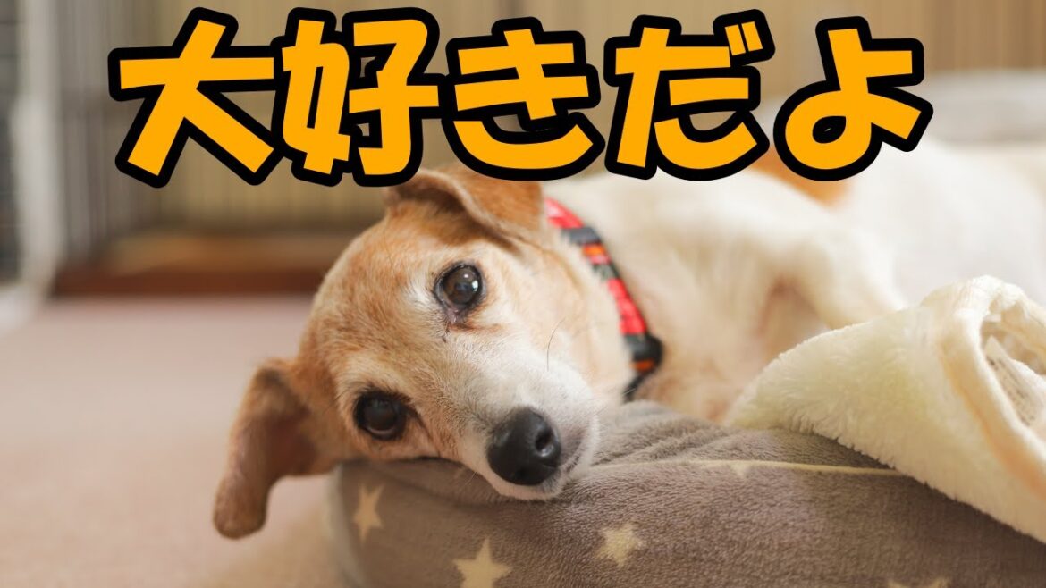 【ご報告】悲しいご報告をしなければなりません