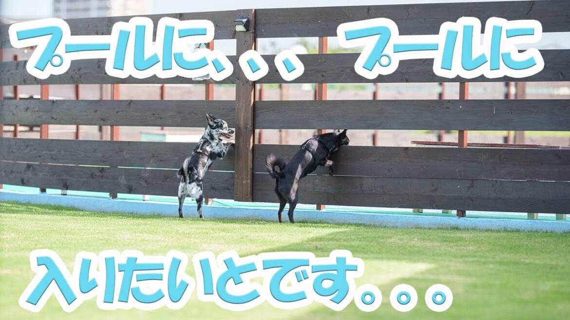 【DOG ONE 松戸秋山】日にち限定で早朝オープンしているドッグランへ行って、朝から走って泳いで食べる