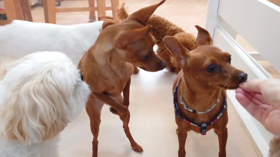 似てちゅあピンシャー　🐶ひみつきちなう！①🐶  2024年7月25日
