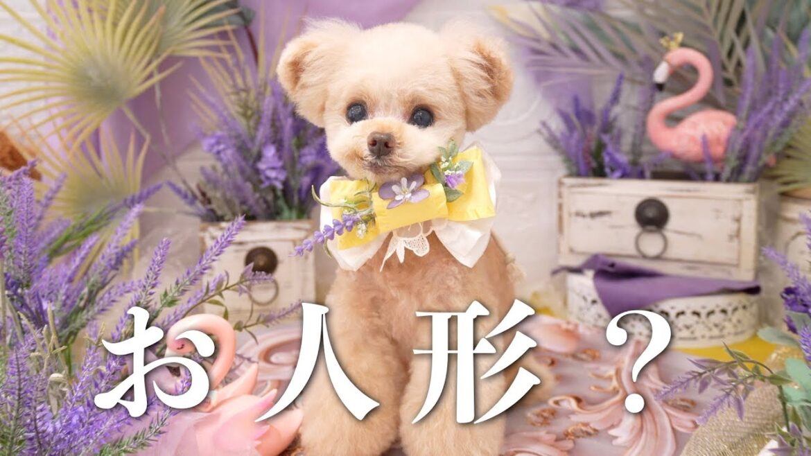 いえ生きてます！笑【撮影にいってきました】【トイプードル】