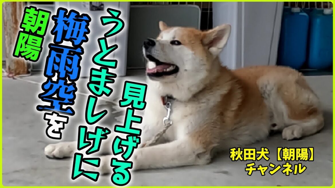 秋田犬【朝陽】チャンネル　退屈で死にそうな朝陽！梅雨は嫌いだ。知らんけど！