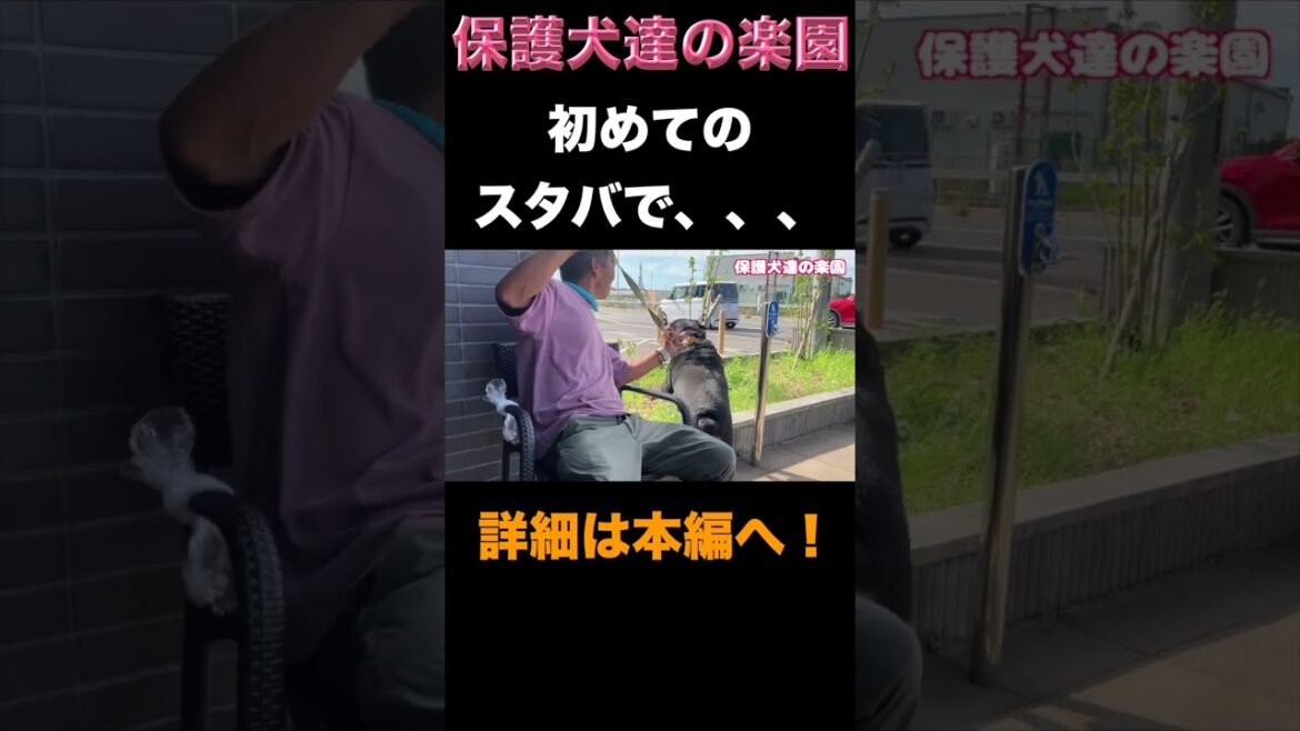 ロットワイラー権蔵スタバに行く #rottweiler #shorts #ロットワイラー ロットワイラー権蔵スタバに行く #rottweiler #shorts #ロットワイラー