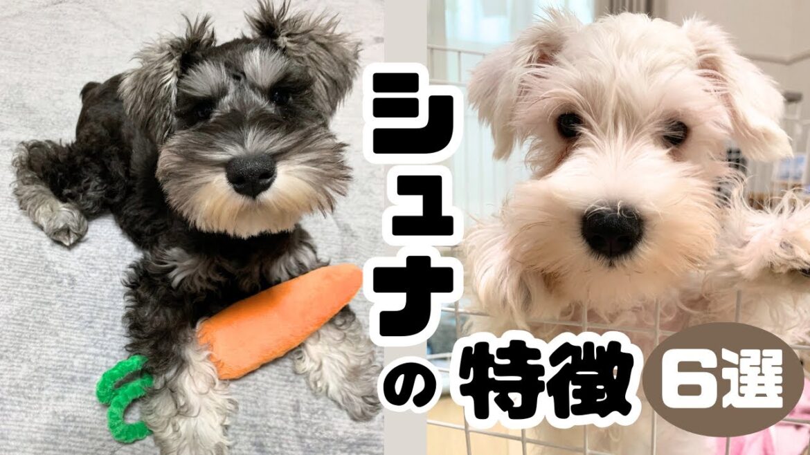 [ミニシュナ]シュナウザー2匹を1年飼って分かったこと6選
