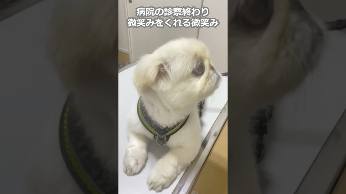 【ペキニーズ】微笑みをくれる微笑み。ペキニーズのゆきとましろ