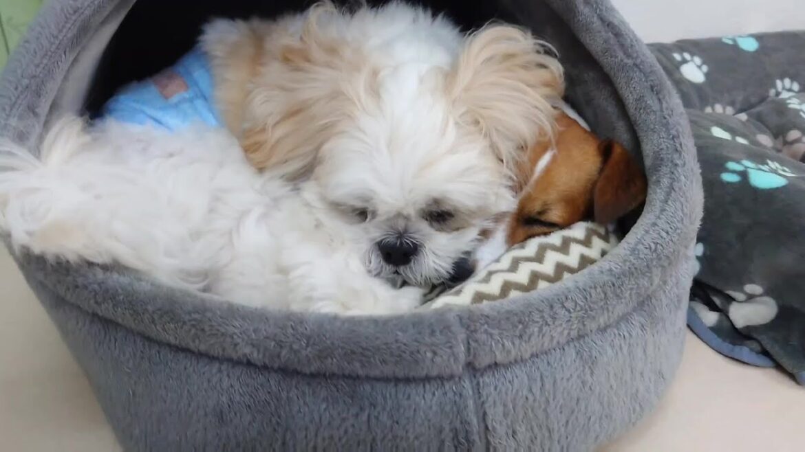 狭いのに二人でぐっすりシーズーとジャックラッセルテリア　🐶ひみつきちなう！②🐶  2024年7月24日