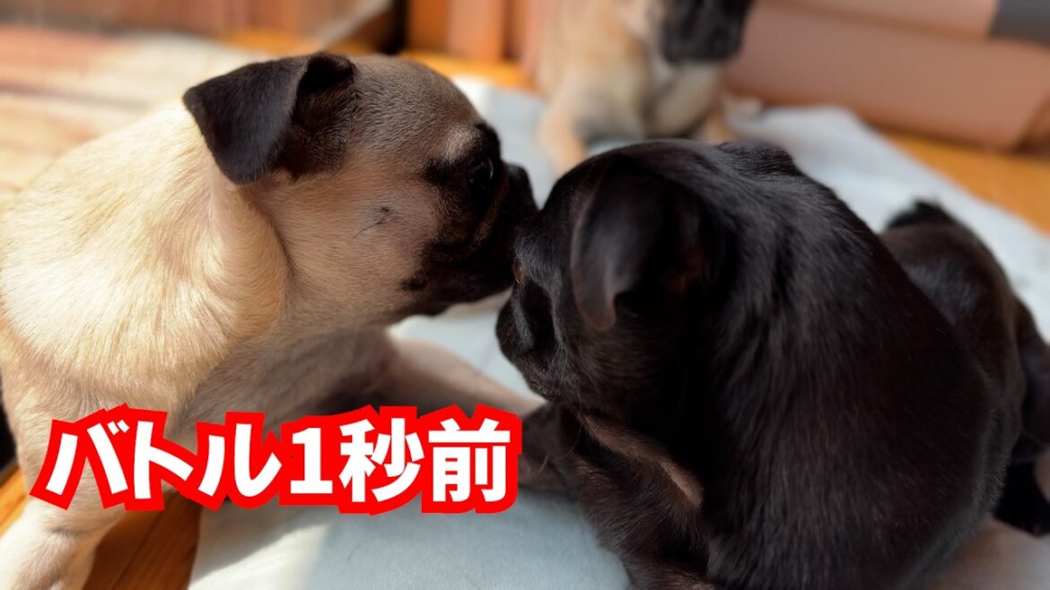 酷暑💦3パグのお昼の過ごし方_pug