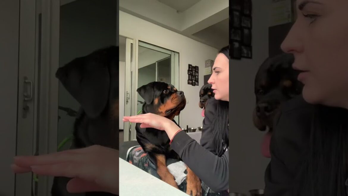 I pretend she bit me, her reaction was priceless rottweiler apologized in her own way 😂🥰 #Shorts I pretend she bit me, her reaction was priceless rottweiler apologized in her own way 😂🥰 #Shorts