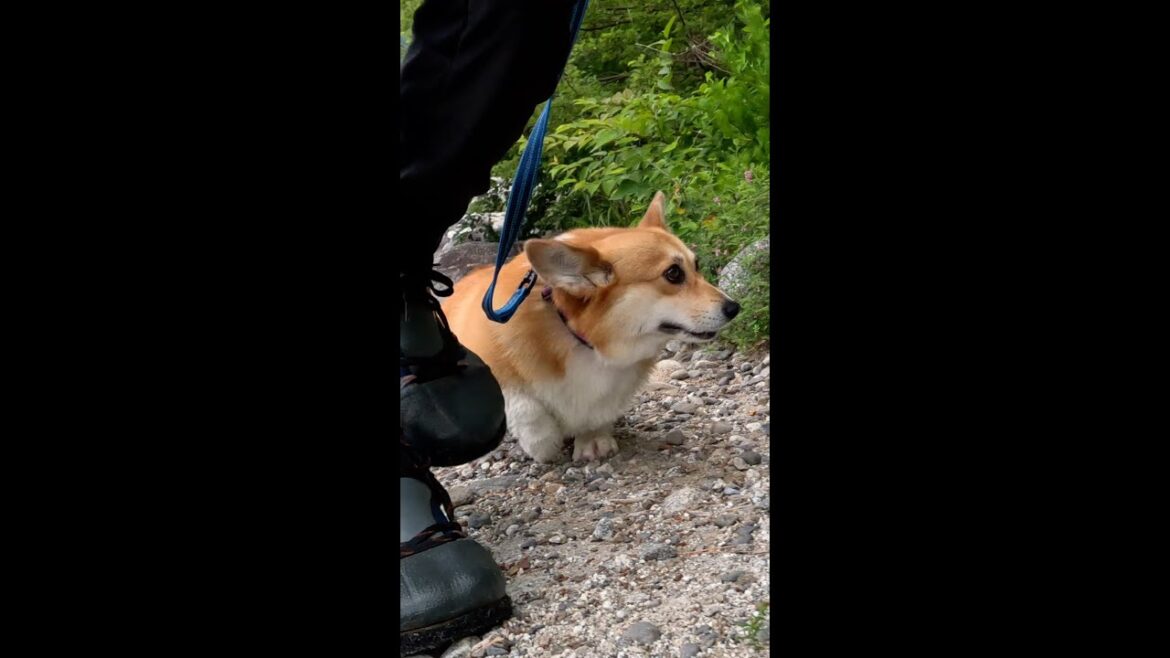 河原を後にするコーギー / Corgi leaving the riverbank #corgi #サクラ #コーギー