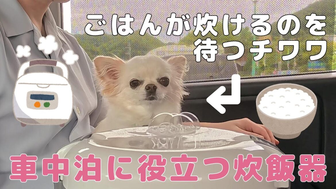 【車中泊装備品】チワワと車でごはんを炊いてみたvlog【炊飯器】
