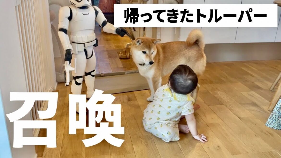 柴犬の背中を見て育ついたずら娘…。数年ぶりにやつを召喚することにした