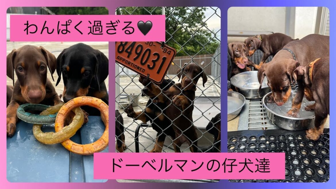 【わんぱくドーベルマン】ドーベルマンの仔犬達!元気いっぱい! 【わんぱくドーベルマン】ドーベルマンの仔犬達!元気いっぱい!