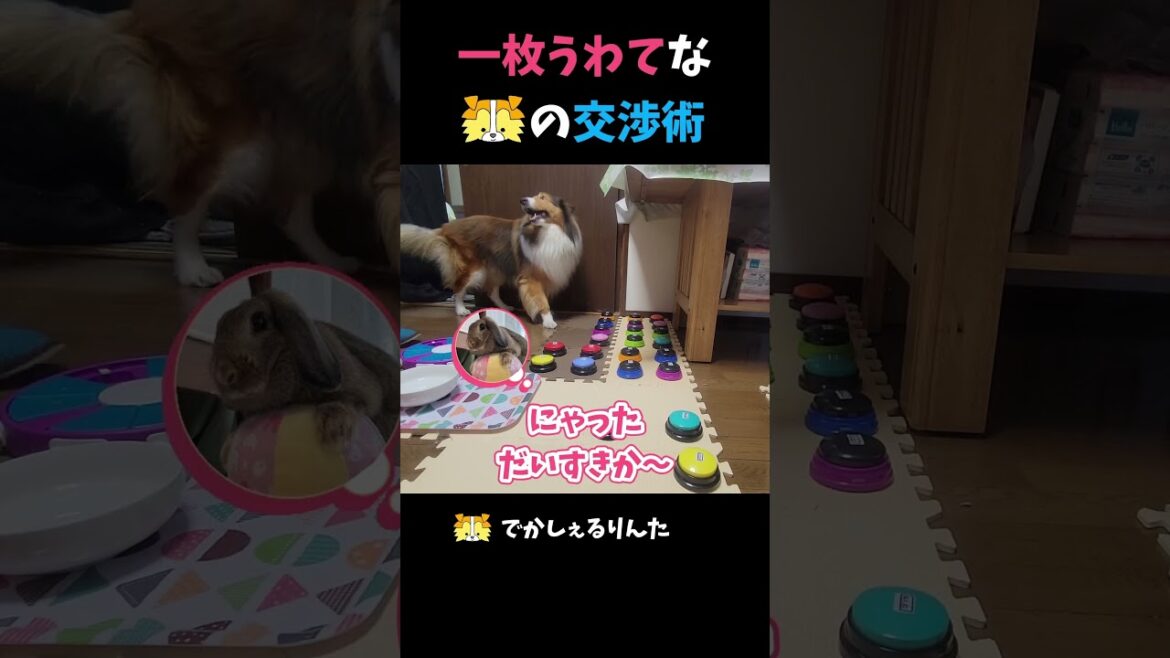 一枚うわてなシェルティの交渉術【会話ボタンでしゃべる犬】 #shorts #dog