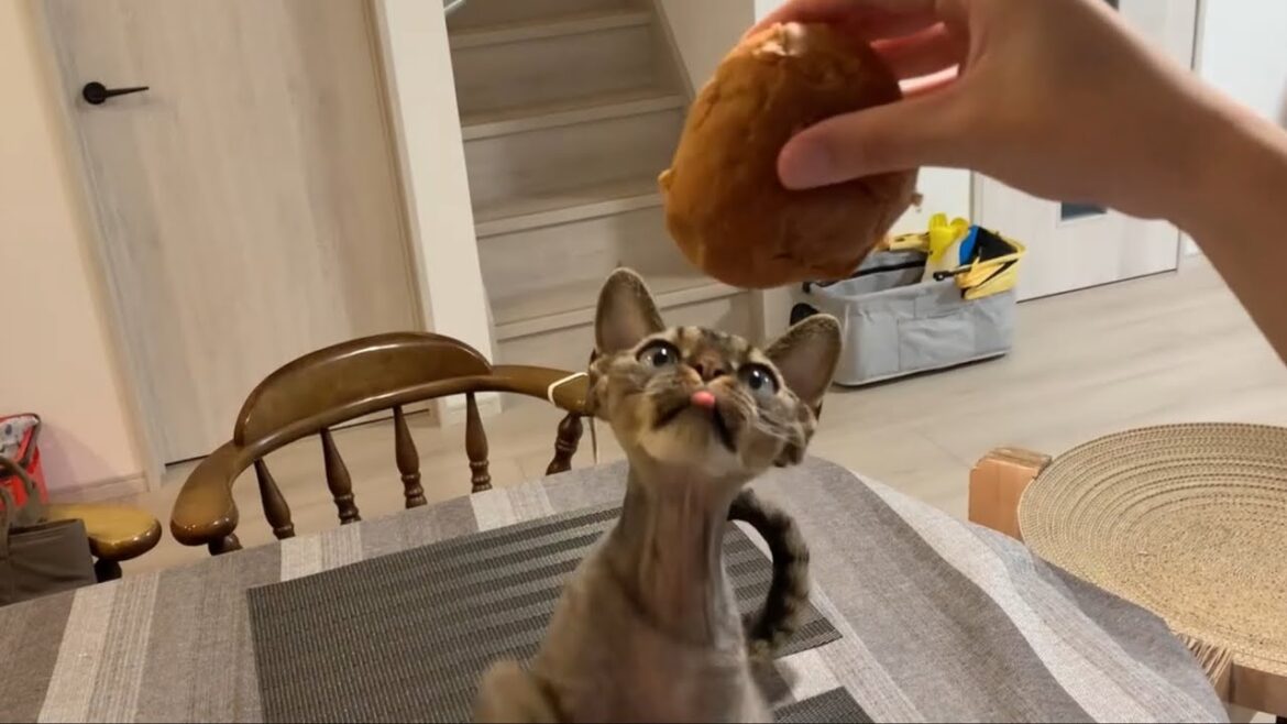 食いしん坊のデボンレックス弟が私のロールパンを狙ってきました(Devon Rex cat wants to eat my bread roll) 食いしん坊のデボンレックス弟が私のロールパンを狙ってきました(Devon Rex cat wants to eat my bread roll)