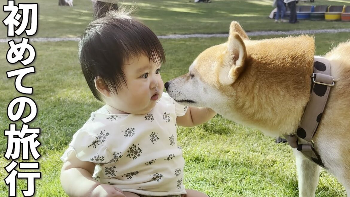 生後10ヶ月の赤ちゃんと柴犬を連れて初めての家族旅行 生後10ヶ月の赤ちゃんと柴犬を連れて初めての家族旅行