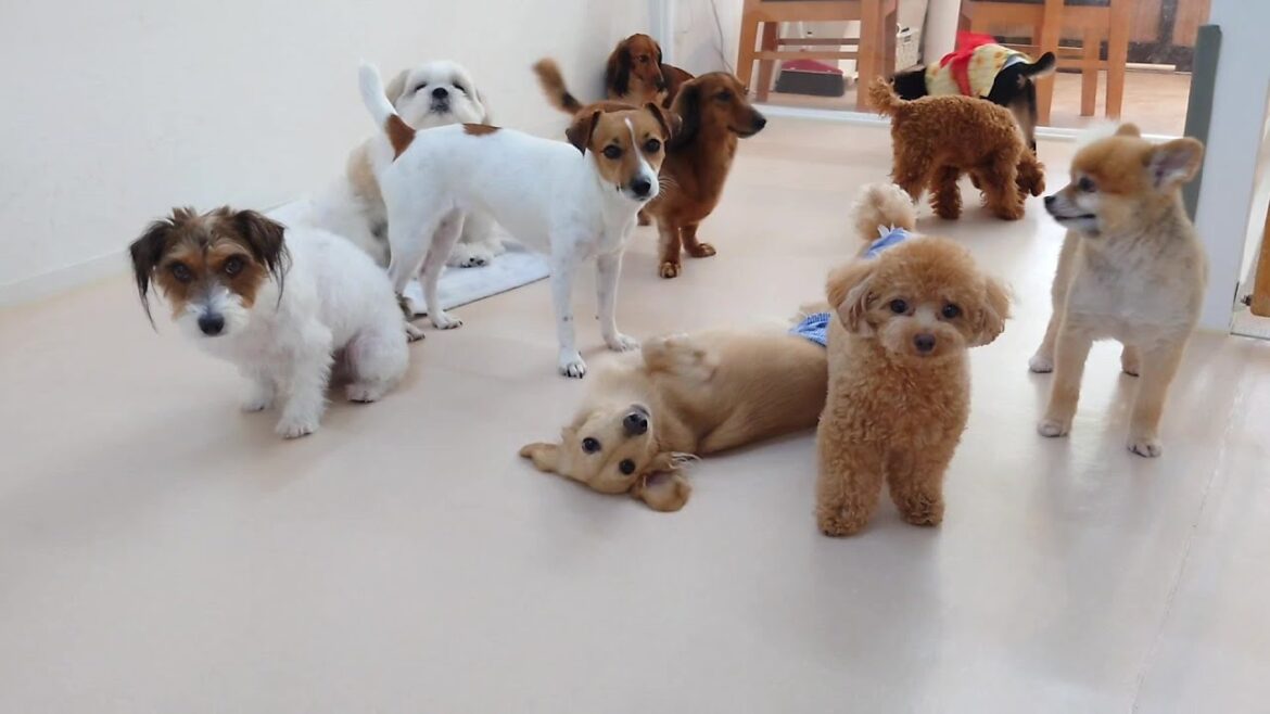 金曜日のざわわ　🐶ひみつきちなう！②🐶  2024年7月26日