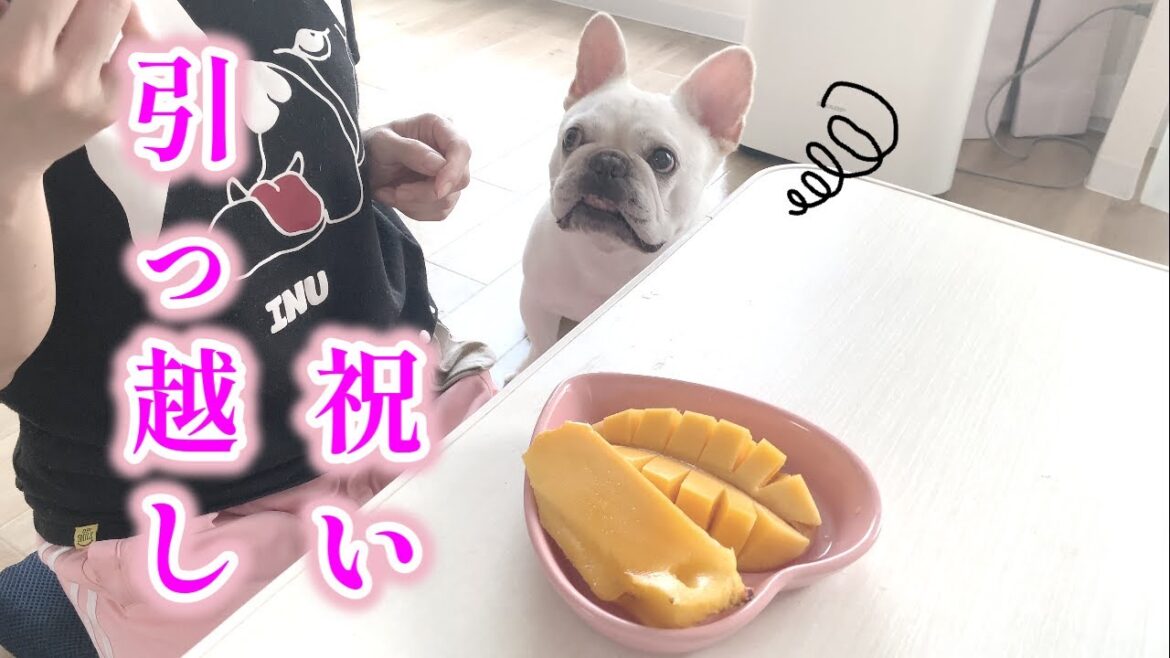 【新居】掃除が一段落したので初めてキッチン使ってみた【フレンチブルドッグ frenchbulldog】