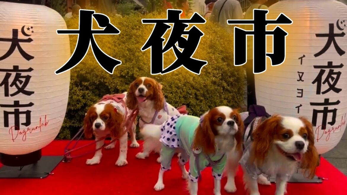 キャバリア達と横浜赤レンガ倉庫の犬夜市へ‼︎可愛いお友達にたくさん会えて癒されました…