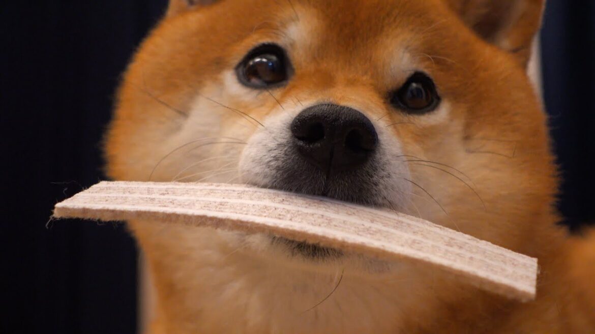 柴犬、大好きな人の訪問を告げられ壊れかけました。。