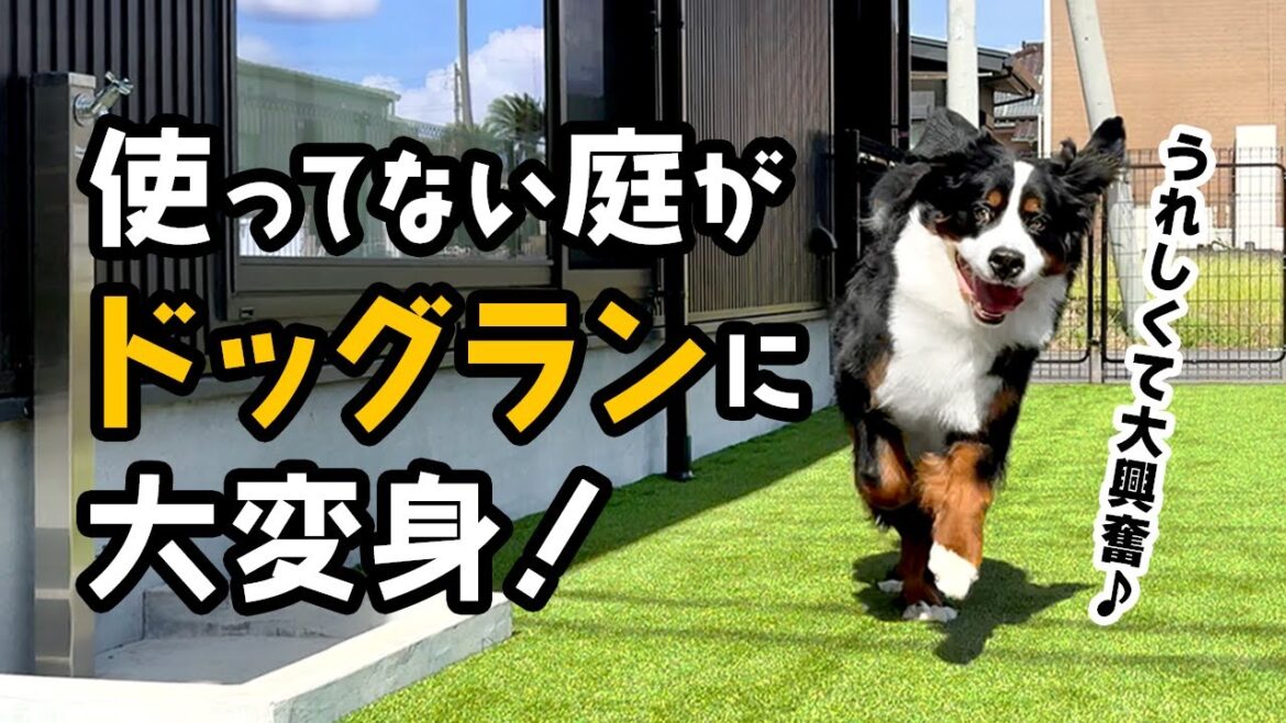 うれしくて大興奮♪使ってない庭がドッグランに大変身！【1歳0ヶ月バーニーズ】